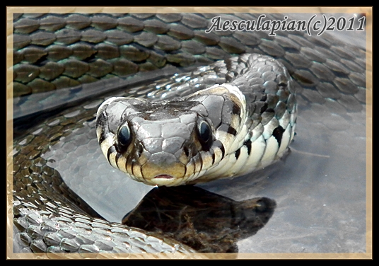 užovka obojková Natrix natrix