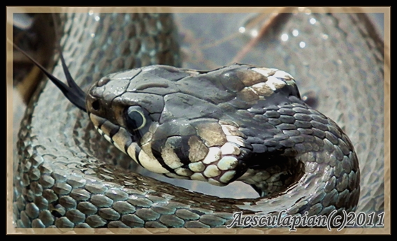 užovka obojková Natrix natrix