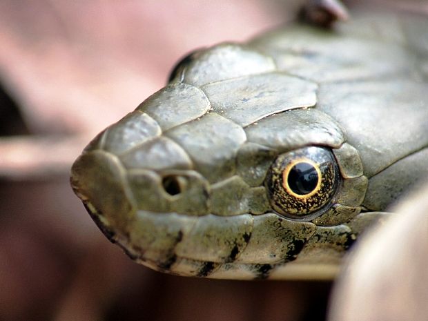 užovka fŕkaná Natrix tesellatta