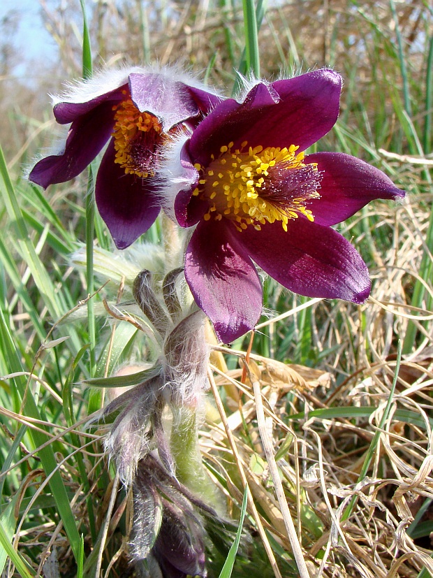 poniklec lúčny český Pulsatilla pratensis subsp. bohemica Skalický