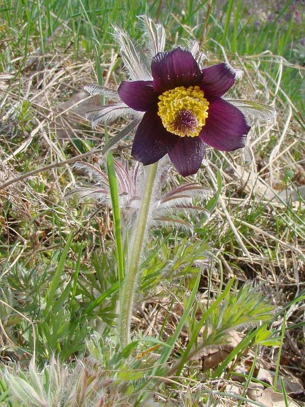 poniklec lúčny český Pulsatilla pratensis subsp. bohemica Skalický