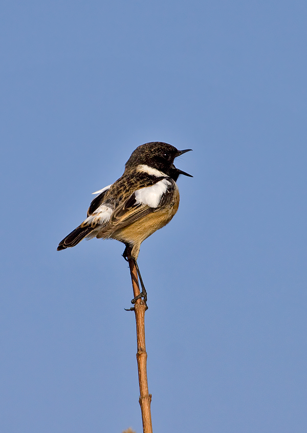 pŕhľaviar čiernohlavý Saxicola torquata