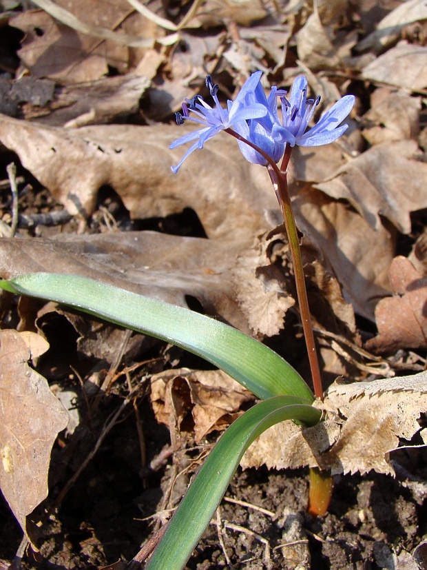 scila dvojlistá Scilla bifolia agg. L.