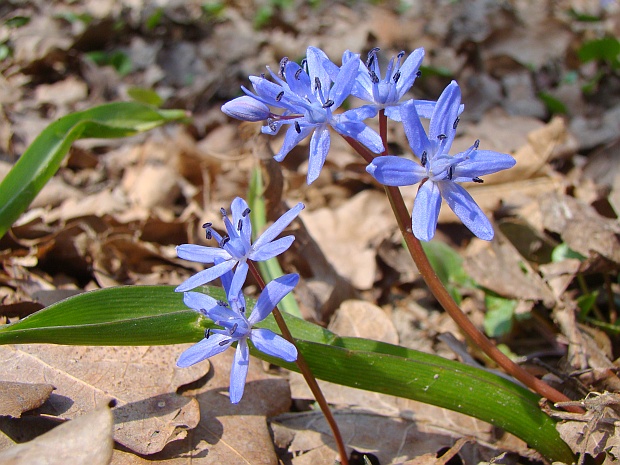 scila dvojlistá Scilla bifolia agg. L.