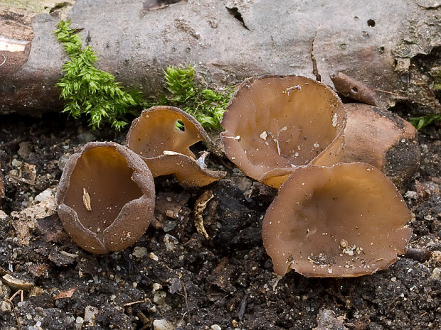 hľuznatka  Sclerotinia ficariae Rehm