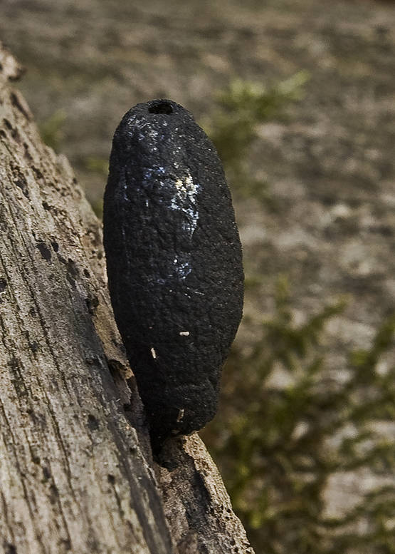 drevnatec kyjakovitý Xylaria polymorpha (Pers.) Grev.