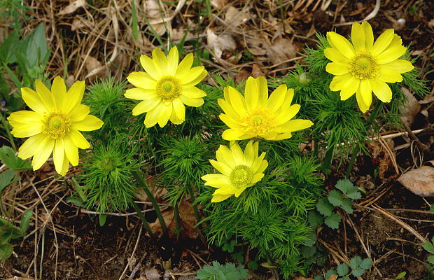 hlaváčik jarný Adonis vernalis L.