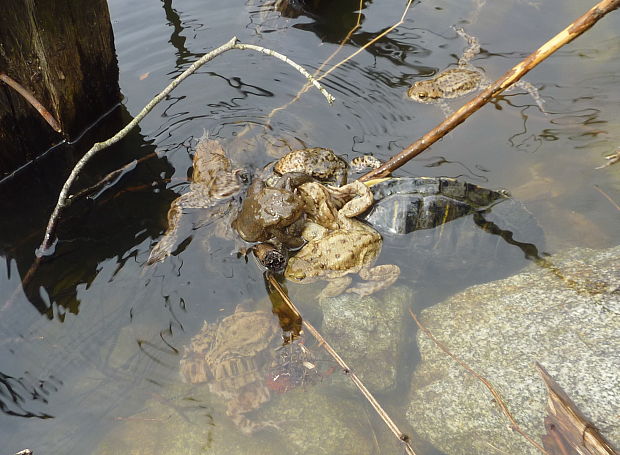 ropucha bradavičnatá - útok na korytnačku Bufo Bufo