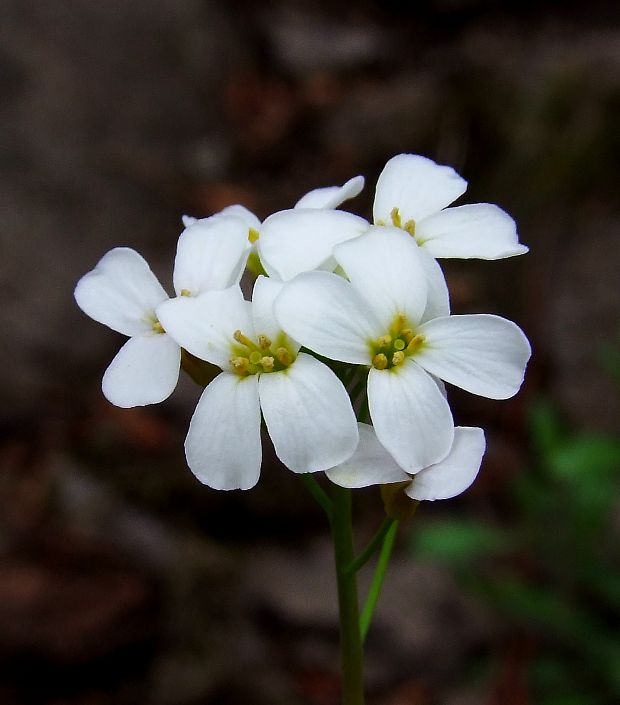 žerušničník piesočný Cardaminopsis arenosa (L.) Hayek