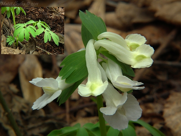 chochlačka plná Corydalis solida (L.) Clairv.