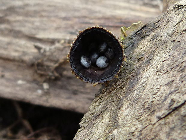 čiaškovec pásikavý Cyathus striatus (Huds.) Willd.