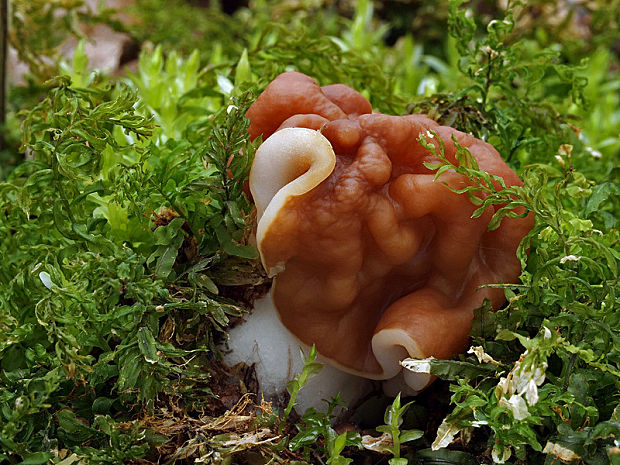 ušiak obrovský Gyromitra gigas (Krombh.) Cooke