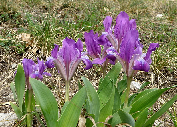 kosatec nízky Iris pumila L.