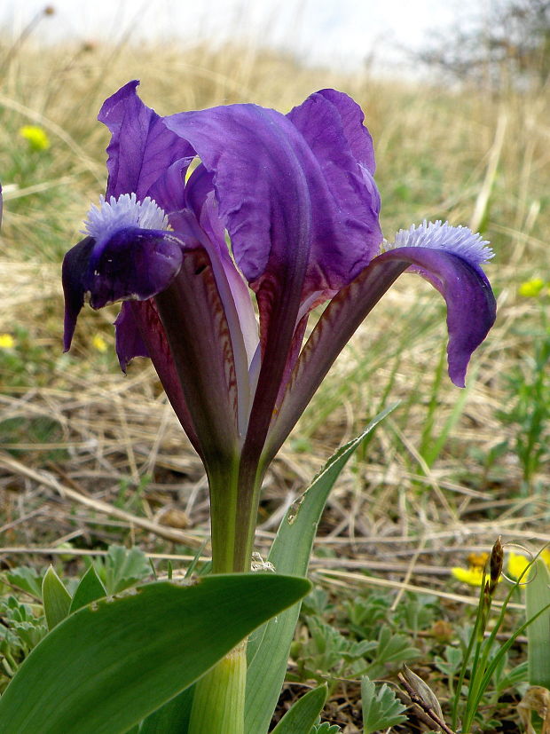 kosatec nízky Iris pumila L.