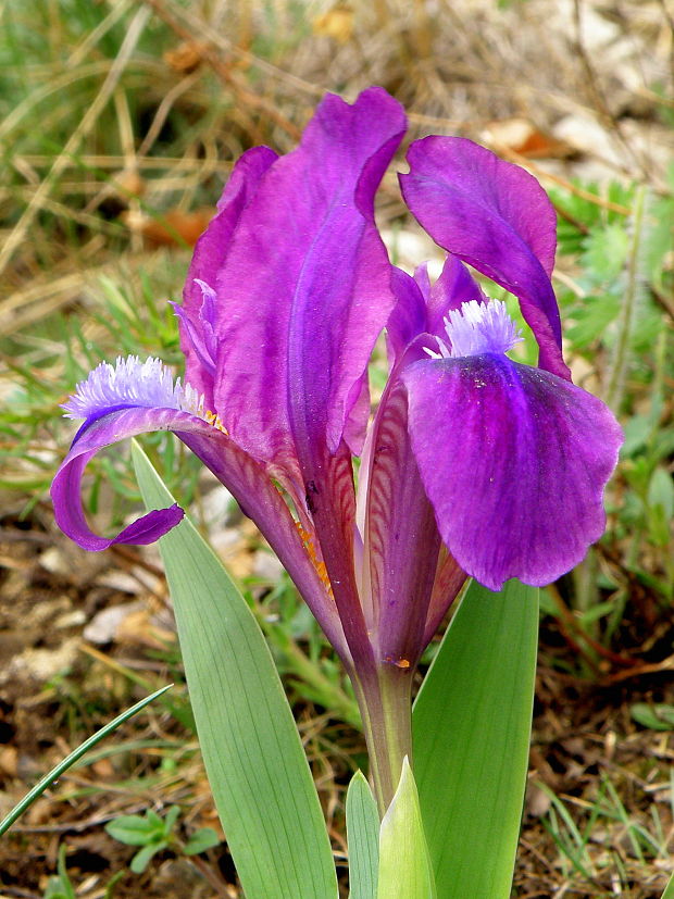 kosatec nízky Iris pumila L.