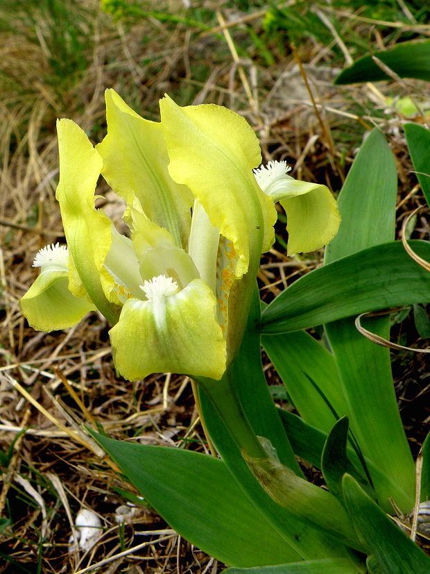 kosatec nízky Iris pumila L.