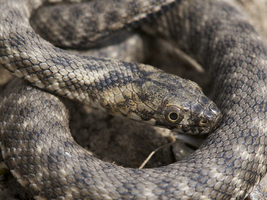 užovka fŕkaná Natrix tesselata