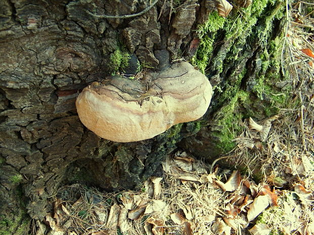 ohňovec Hartigov Phellinus hartigii (Allesch. & Schnabl) Pat.