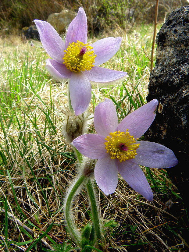 poniklec veľkokvetý Pulsatilla grandis Wender.