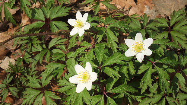 veternica lesná Anemone sylvestris L.