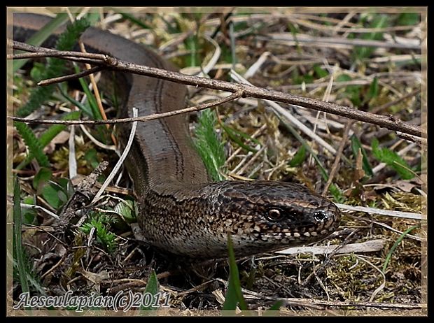 slepuch lámavý Anguis fragilis