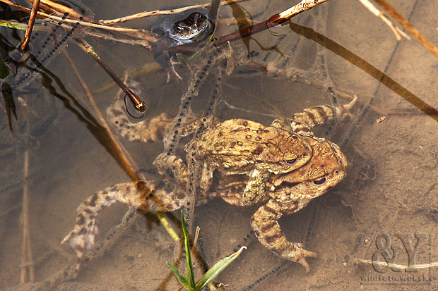 ropucha bradavičnatá Bufo bufo