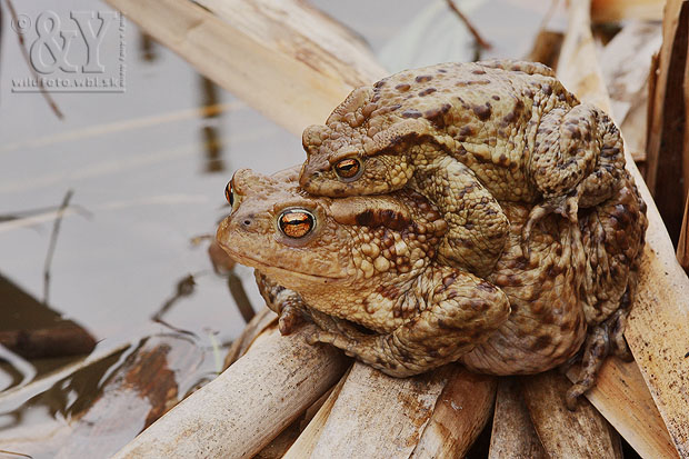 ropucha bradavičnatá Bufo bufo