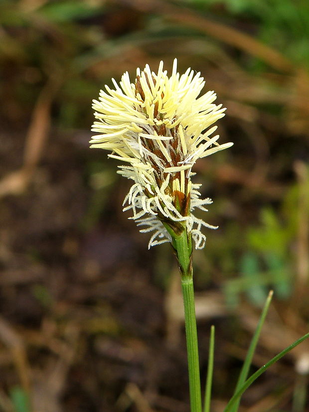 ostrica  Carex sp.