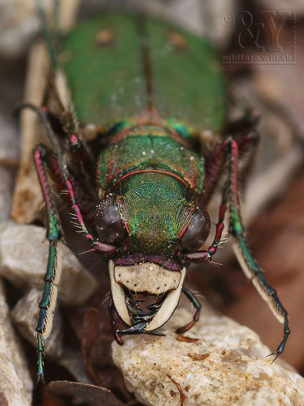 svižník poľný Cicindela campestris