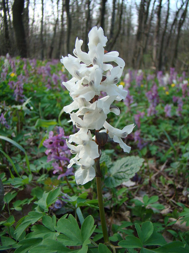 chochlačka dutá Corydalis cava (L.) Schweigg. et Körte