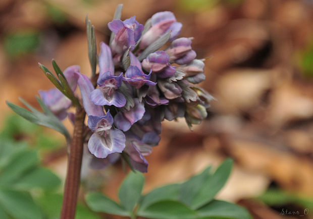 chochlačka dutá Corydalis cava (L.) Schweigg. et Körte