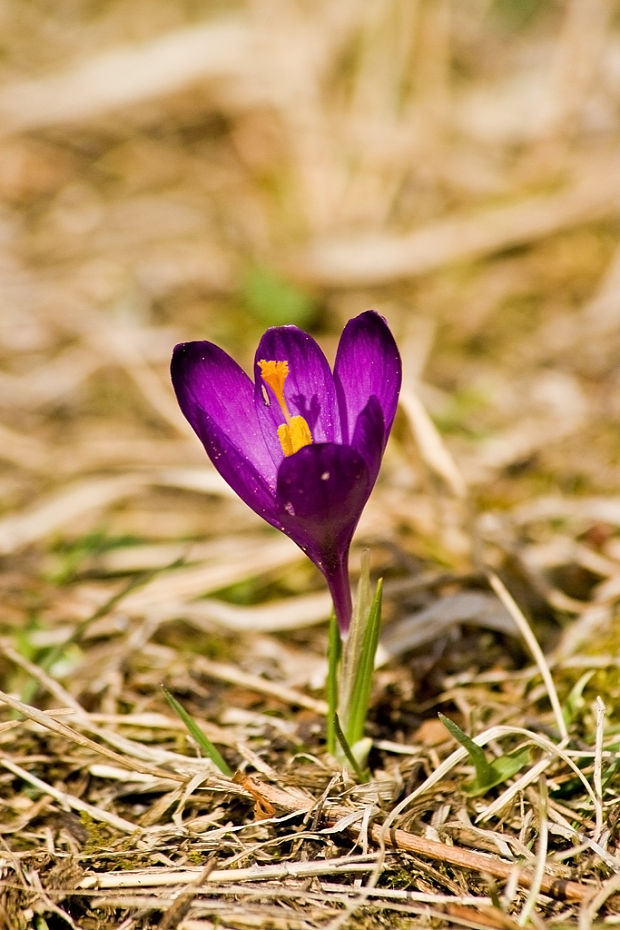 šafran spišský Crocus discolor G. Reuss