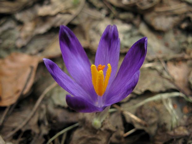 šafran Crocus sp.