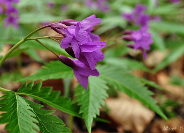 zubačka žliazkata Dentaria bulbifera L.