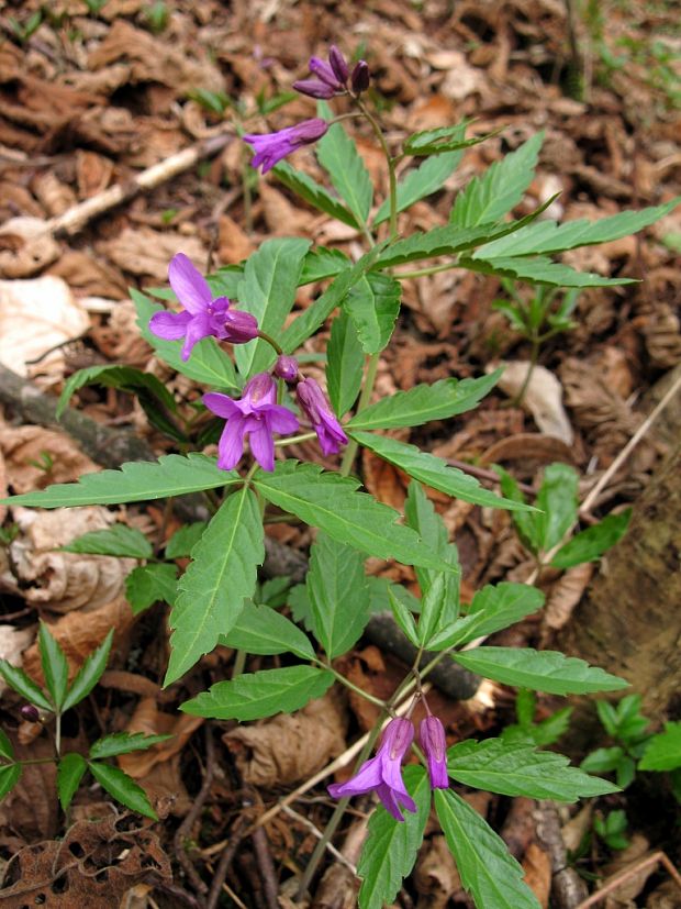 zubačka žliazkatá Dentaria glandulosa Waldst. et Kit. ex Willd.