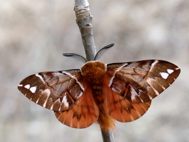 strakáč brezový Endromis versicolora