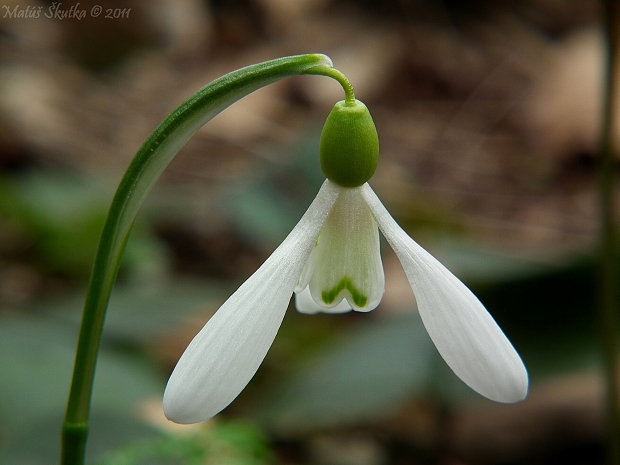 snežienka jarná Galanthus nivalis L.