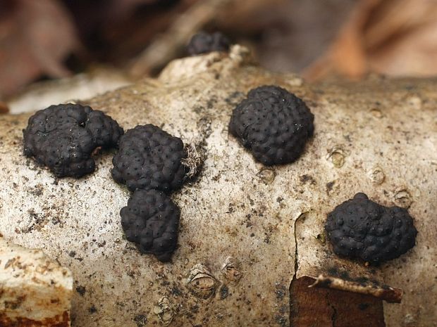 drevovček mnohotvarý Jackrogersella multiformis (Fr.) L. Wendt, Kuhnert & M. Stadler