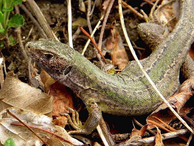 jašterica zelená  Lacerta viridis