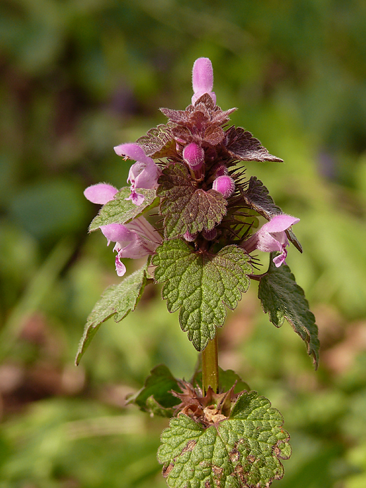 hluchavka purpurová Lamium purpureum L.