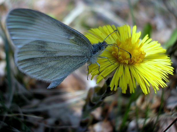 mlynárik Leptidea sinapis/juvernica