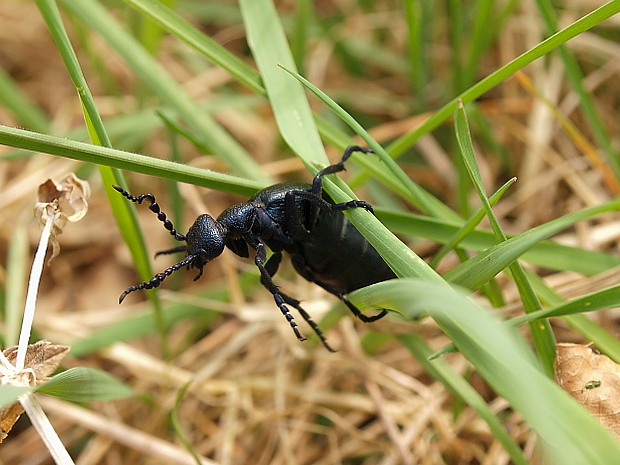 májka obyčajná Meloe proscarabaeus