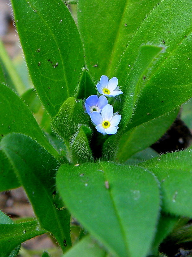 nezábudka lesná Myosotis sylvatica Ehrh. ex Hoffm.