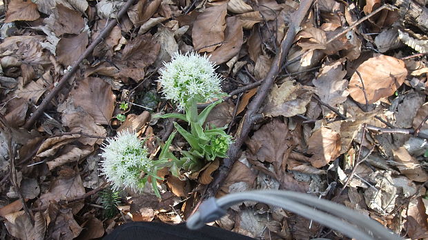 deväťsil biely Petasites albus (L.) P. Gaertn.