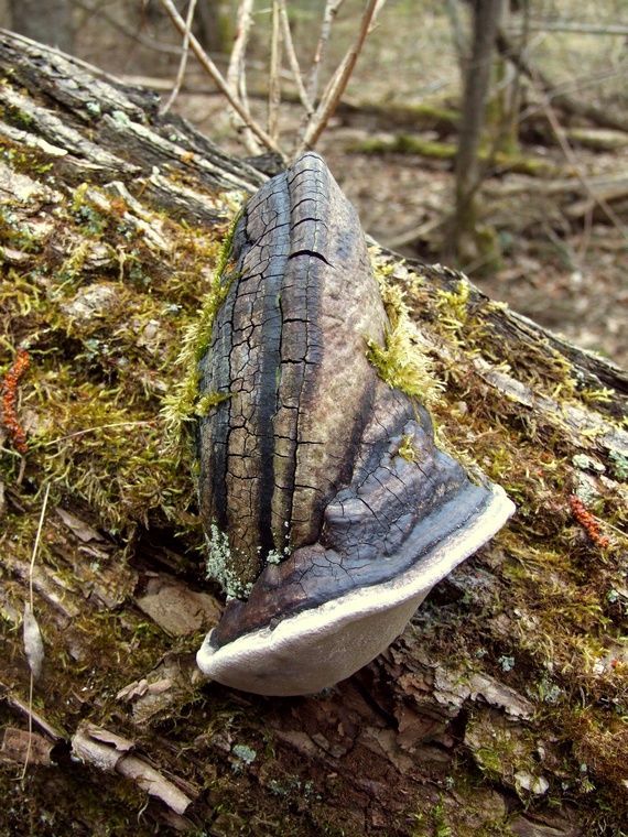 ohňovec Phellinus sp.