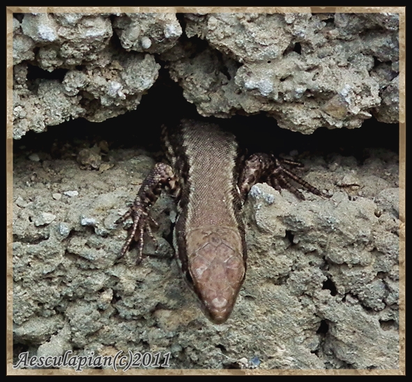 jašterica murová Podarcis muralis