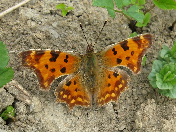 babôčka zubatokrídla Polygonia c-album