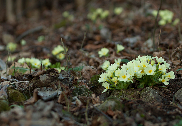 prvosienka bezbyľová Primula acaulis (L.) L.