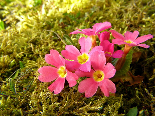 prvosienka  Primula sp.