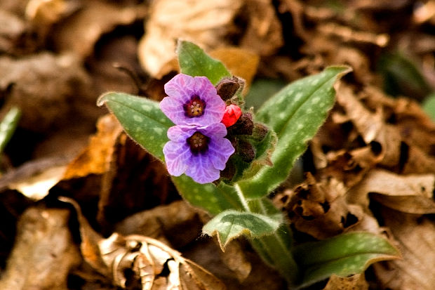 pľúcnik lekársky Pulmonaria officinalis L.